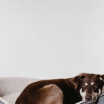 Бережное сохранение традиций в слот-игре The Dog House