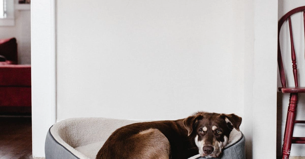 Бережное сохранение традиций в слот-игре The Dog House